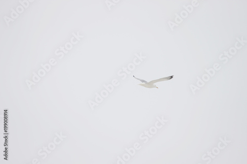 seagull in white