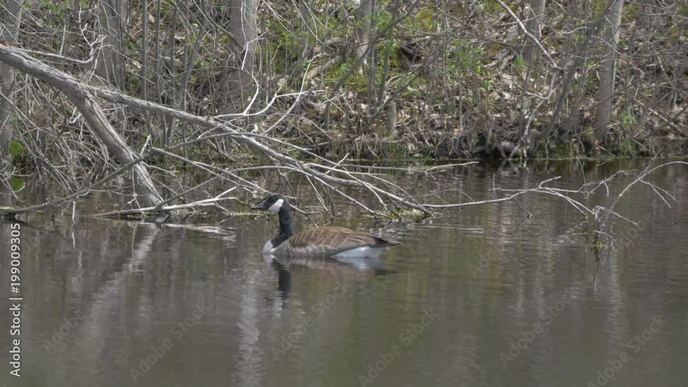 Goose floating on a lake Goose floating on a lake
