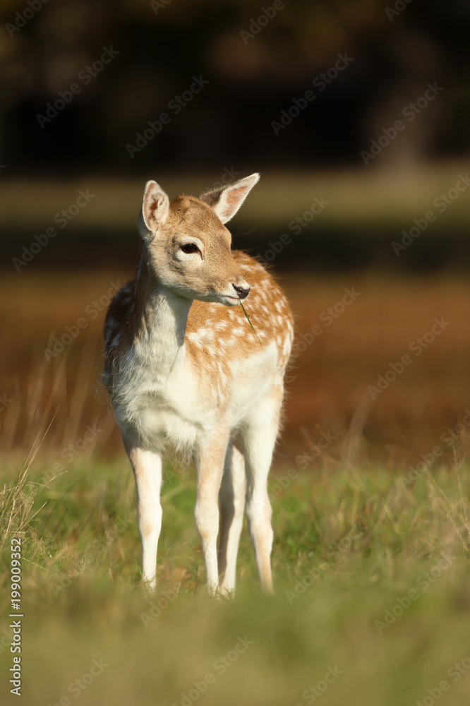 Close-up of a Fallow deer fawn foraging in the field Close-up of a Fallow deer fawn foraging in the field