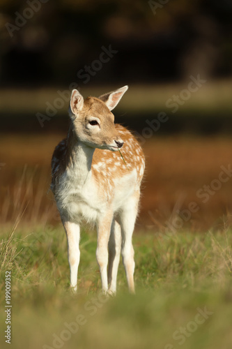 Close-up of a Fallow deer fawn foraging in the field