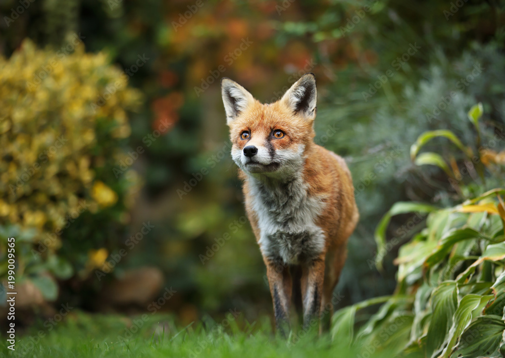 Red fox standing in the garden with flowers Red fox standing in the garden with flowers