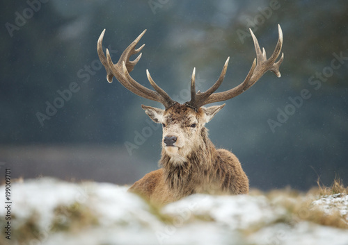 Close up of a Red deer stag lying on a snow