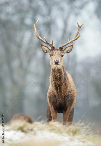 Close up of a young red deer stag in winter