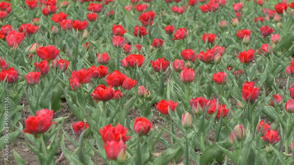 Close up view of red tulips Close up view of red tulips