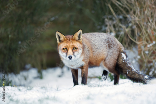 Close-up of a Red fox standing in snow during winter