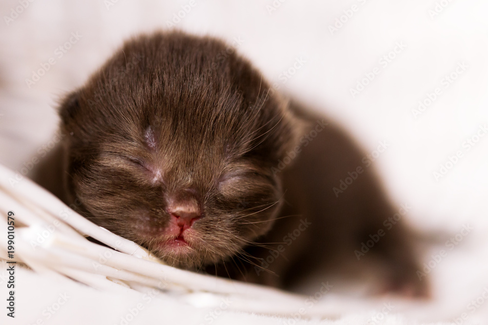 Neugeborenes Katzenbaby - Kitten - Britisch Kurzhaar Baby
