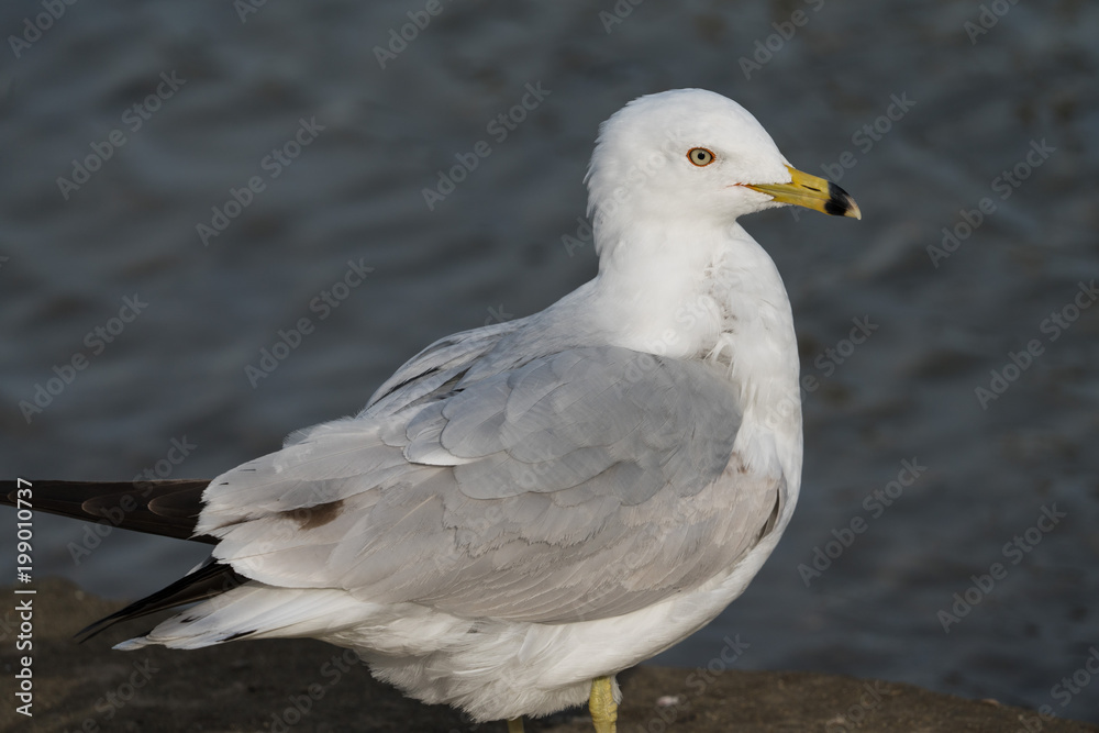 Ring-billed Gull Closeup, Lake Backdrop Ring-billed Gull Closeup, Lake Backdrop