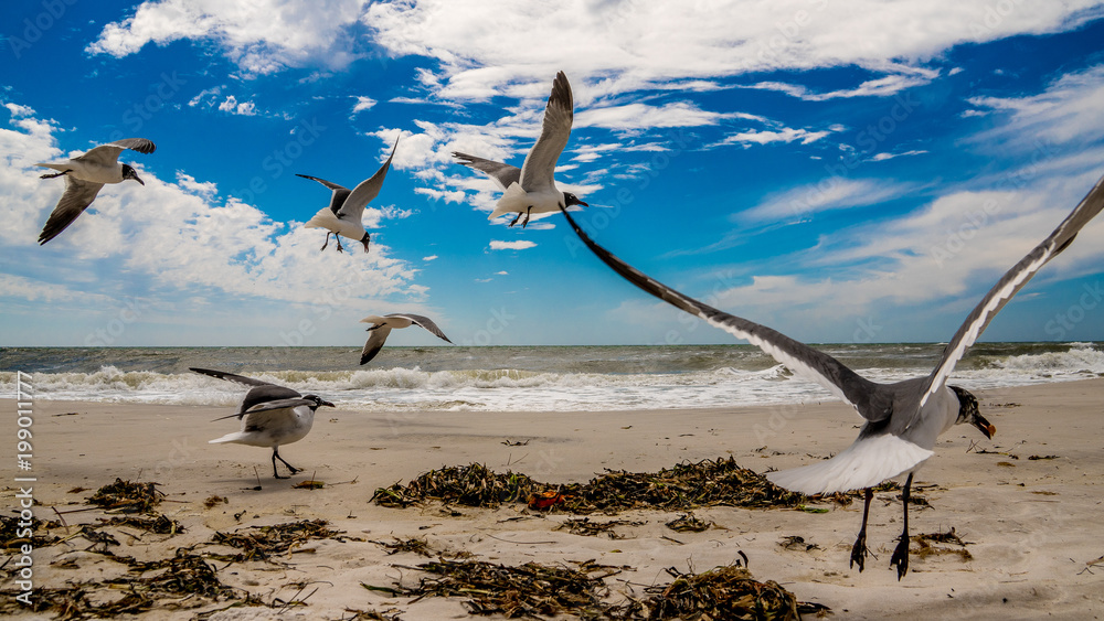 Φωτογραφία A flock of Laughing sea gulls on the Florida coast in flight on a beautiful day at the Gulf of Mexico