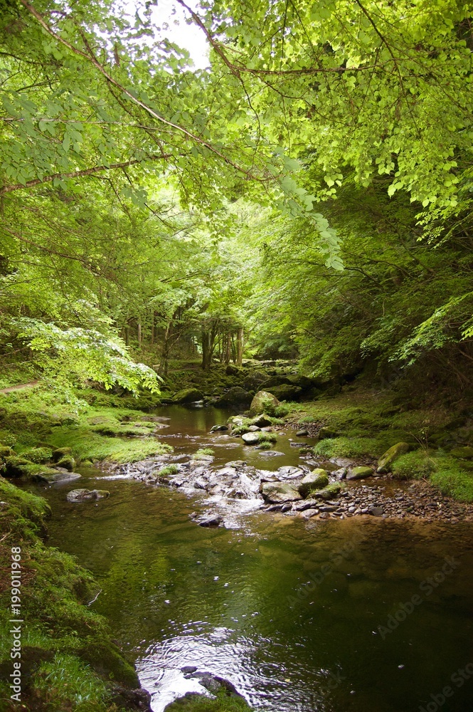 Φωτογραφία Akame 48 Waterfalls: Mystic scenery with giant trees & huge moss covered rock fo