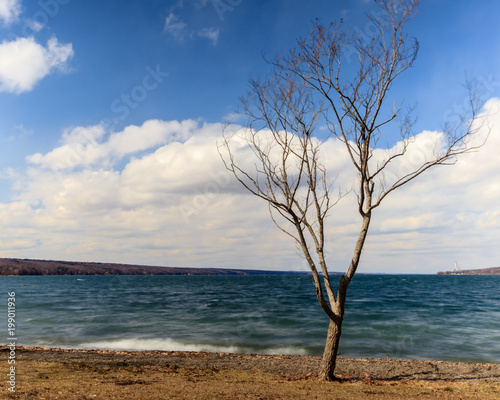 lake tree © david