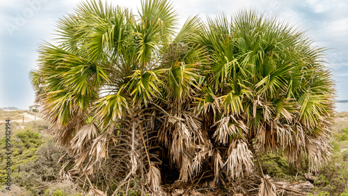 Bilde på lerret Sabal Palm or Cabbage Palm is native to Florida and often grows near the coast