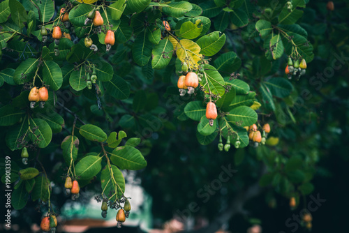 Cashew trees (Anacardium occidentale) grow in the garden in evening. Fruits, nuts and leaves of the plant