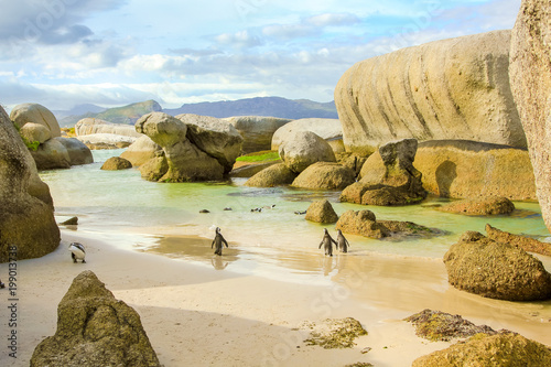 Boulder Beach landscape. Colony of African penguins. Penguin walking on the white sand of Boulder Beach Nature and Reserve near Simon's Town and Cape Town on Cape Peninsula, South Africa.