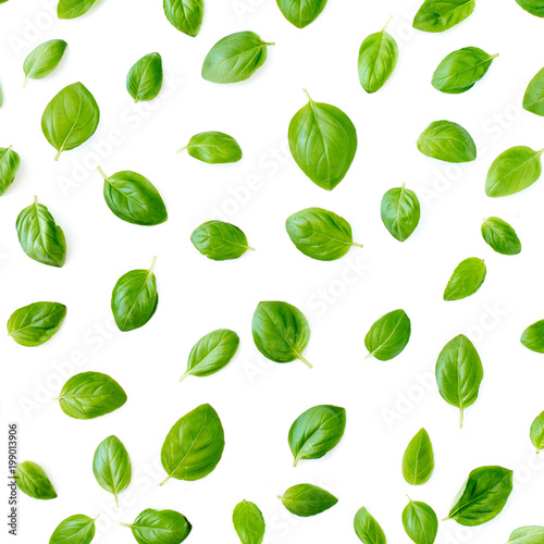 Basil leaves pattern isolated on white background. Top view. Flat lay. Close up.