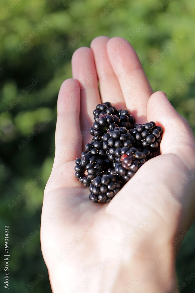 a handful of BlackBerry in hand a handful of BlackBerry in hand