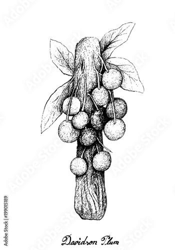 Hand Drawn of Davidson Plums on White Background photo