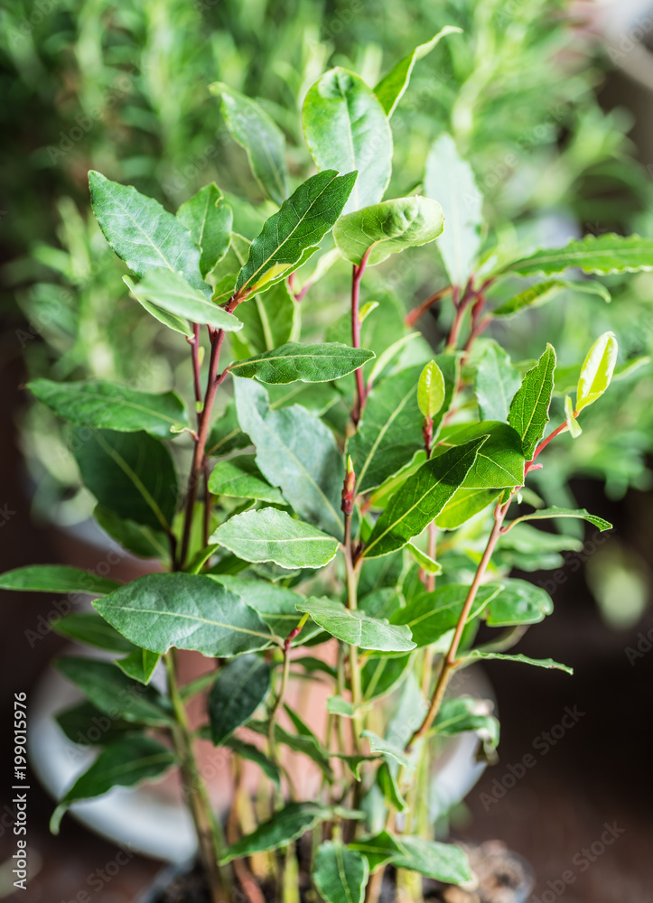 Small laurel plant or bay laurel in pot. Greeen background. Small laurel plant or bay laurel in pot. Greeen background.