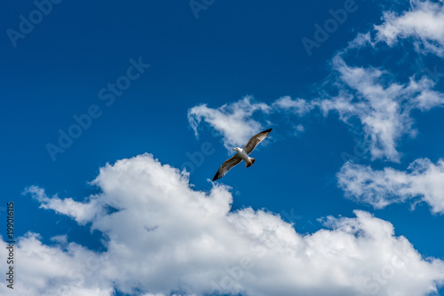 Open wing seagull flying solo under blue sky with white clouds..
