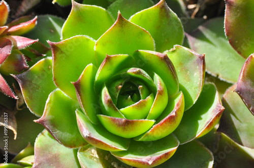 Sempervivum tectorum,Common Houseleek, - perennial plant growing in flower pot. Sempervivum in nature, great healthy plant for herbal medicine