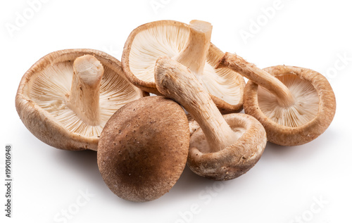 Shiitake mushrooms on the white background.