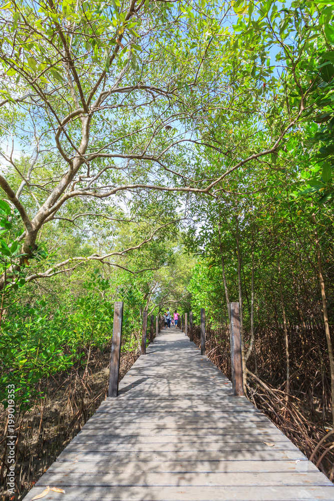 Beautiful green mangroves forest against blue sky background at Chantaburi province, Thailand Beautiful green mangroves forest against blue sky background at Chantaburi province, Thailand