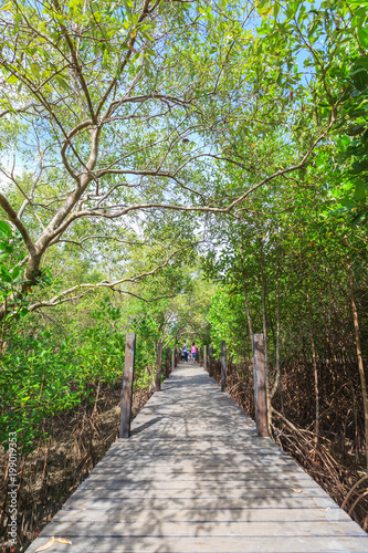 Beautiful green mangroves forest against blue sky background at Chantaburi province  Thailand