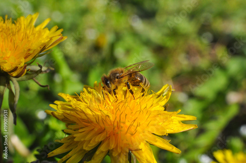 Honey bee on dandelion. Honey bee pollinating on spring meadow © Ivan