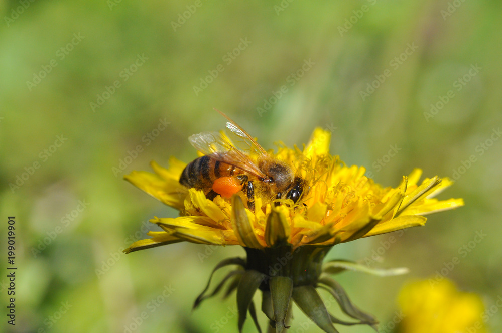 Honey bee on dandelion. Honey bee pollinating on spring meadow Honey bee on dandelion. Honey bee pollinating on spring meadow