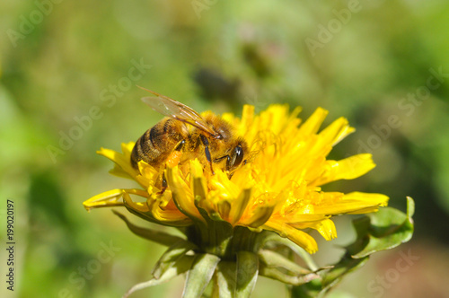 Honey bee on dandelion. Honey bee pollinating on spring meadow