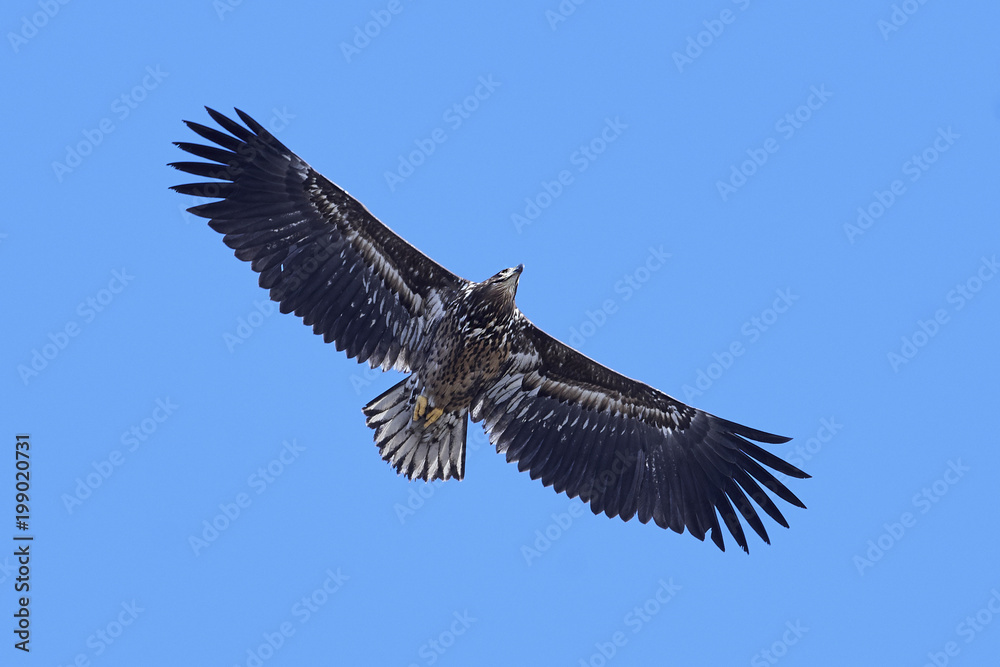 Obraz premium White-tailed eagle (Haliaeetus albicilla)