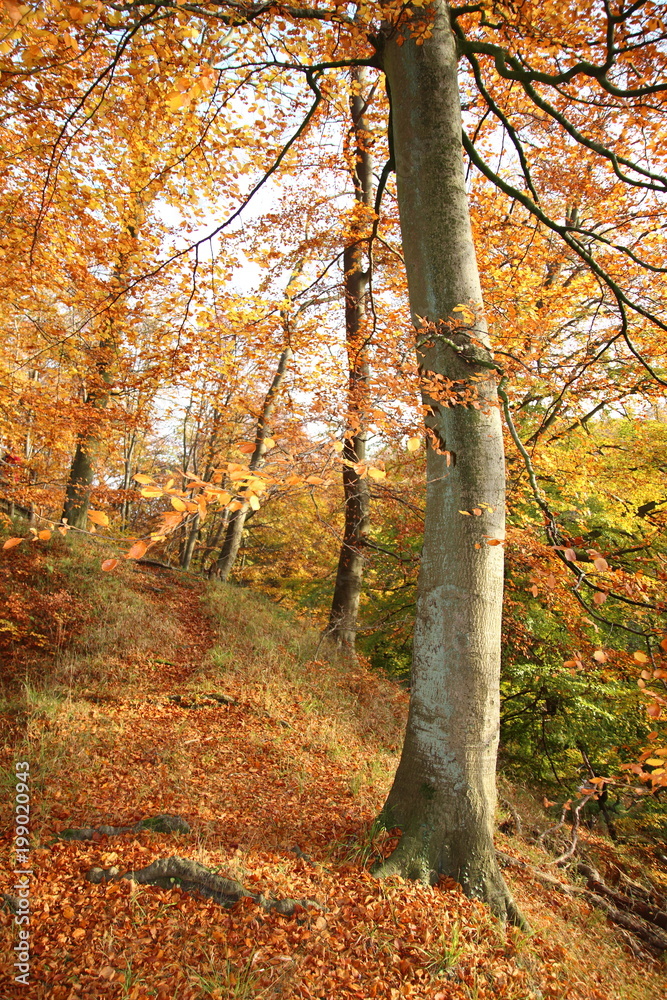 Obraz premium Baum am Hertasee