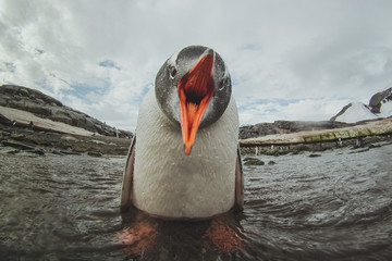 Fototapete Pinguin Singendes Eselspinguin Küken Antarktis  © Song_about_summer