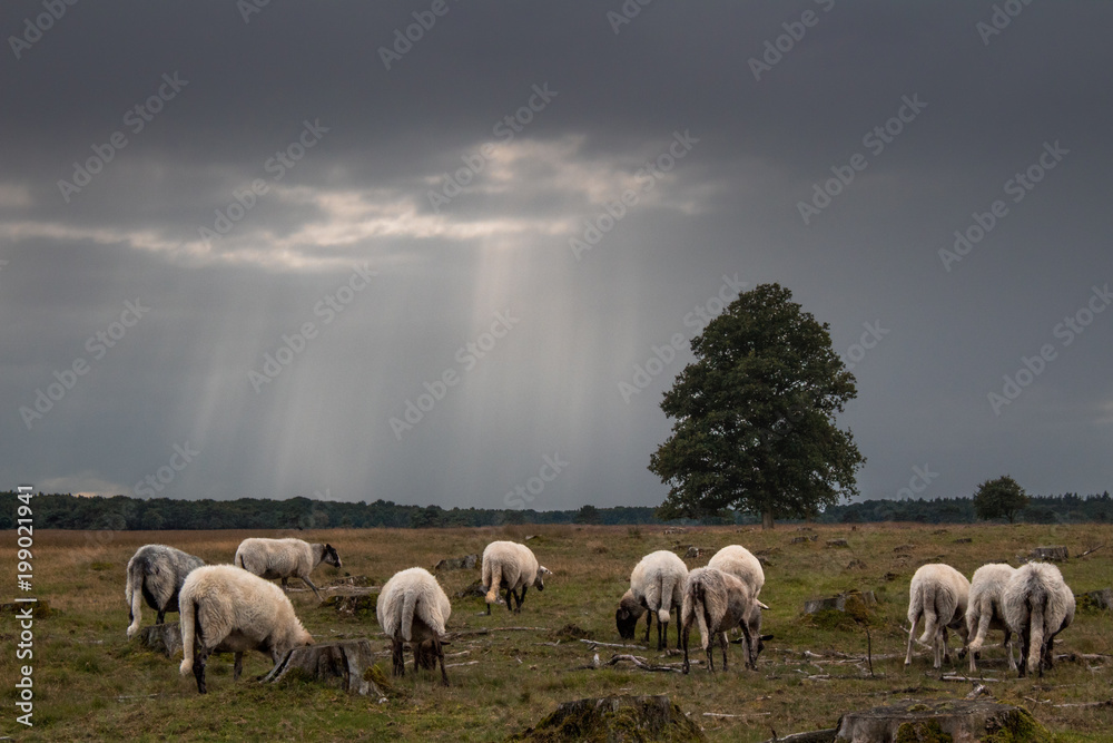 Obraz premium Sheep under dark clouds in a field in Drenthe, The Netherlands
