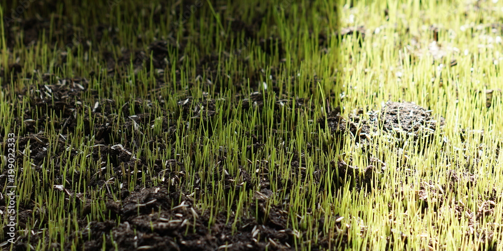 green young grass meadow lawn blades of grass photo green young grass meadow lawn blades of grass photo