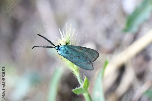 Lśniak szmaragdek, Adscita statices, Green Forester photo