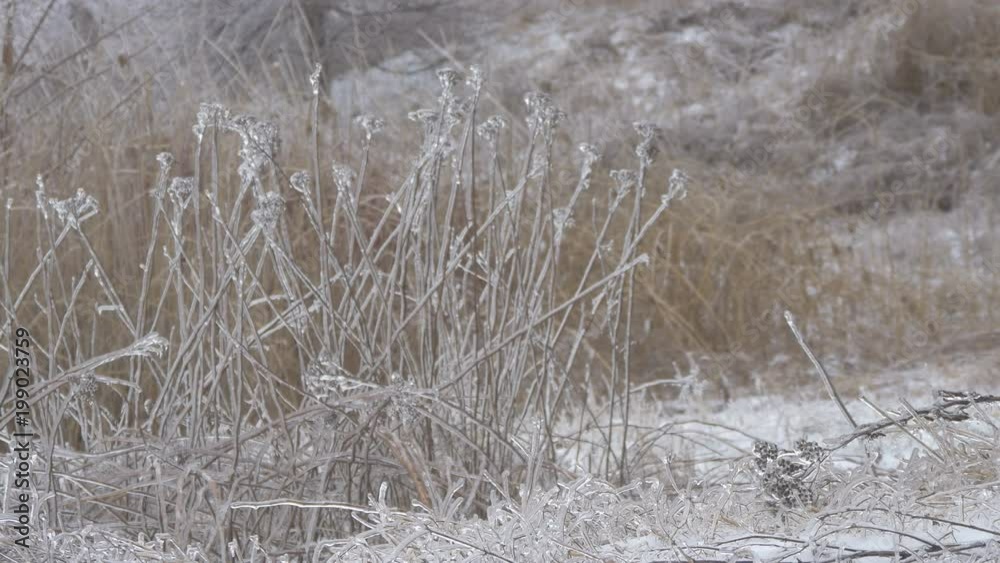 Frozen plants 