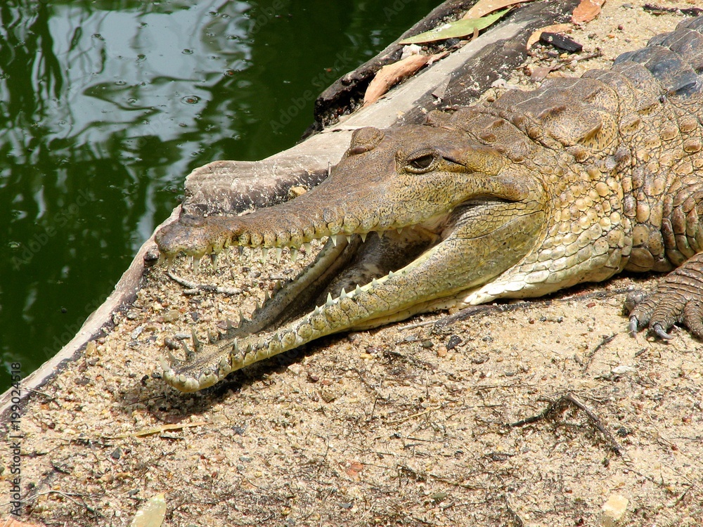 Obraz premium Alligator