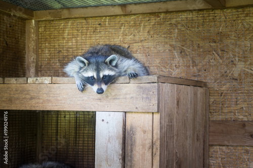 Racoon sleeping in its house in a farm