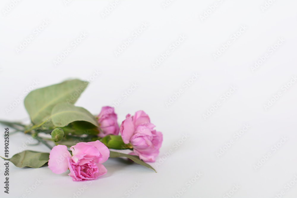pink flowers on white background left corner pink flowers on white background left corner