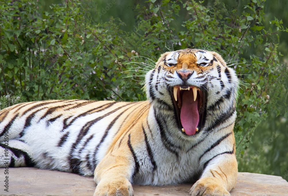 Fototapeta premium Amur tiger
