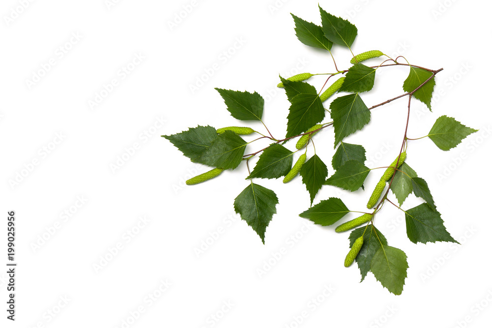 Obraz premium Twigs birch with green leaves and catkins on a white background with space for text. Top view, flat lay