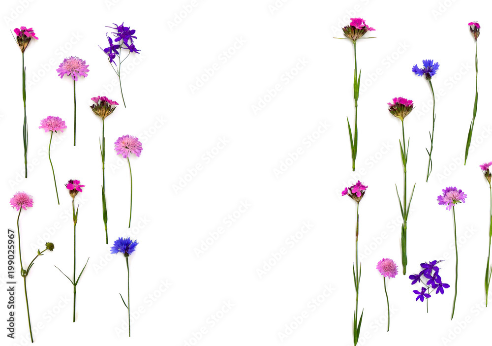 Blue and pink wildflowers: Cornflower, Consolida (larkspur), field scabious (Knautia arvensis) and wild Carthusian pink on a white background with space for text. Top view, flat lay