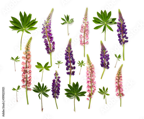 Wild flowers pink and violet lupin (Lupinus albus) on a white background. Top view, flat lay