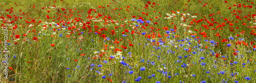 Panorama of field with blossoming poppies  cornflowers and daisies 