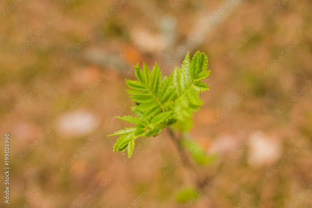 The first spring gentle leaves, buds and branches macro background.Spring bud. Composition of nature. The first spring gentle leaves, buds and branches macro background.Spring bud. Composition of nature.