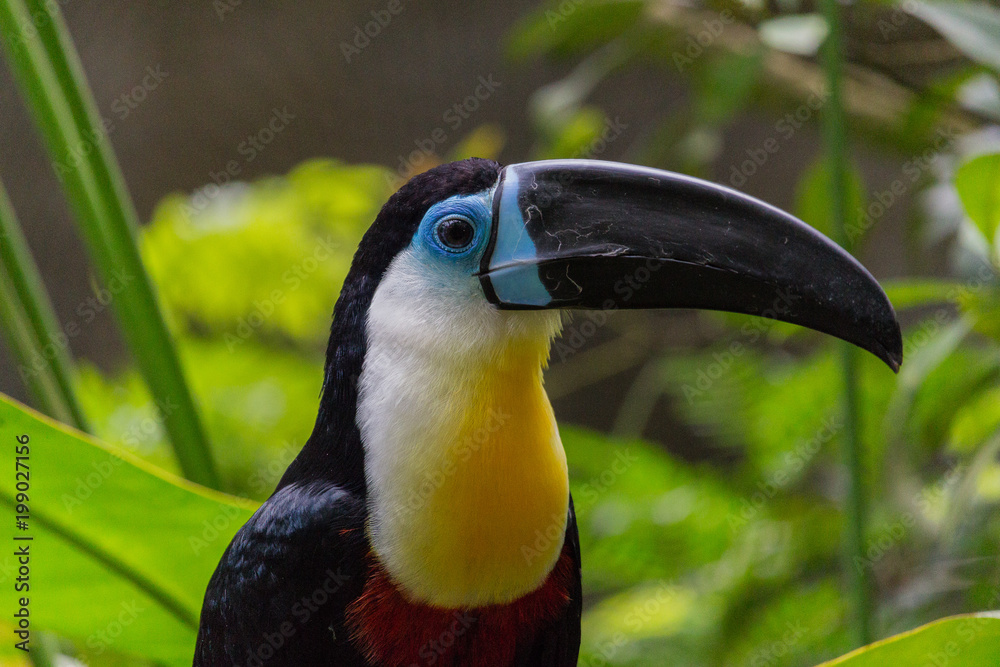 Naklejka premium Tukan
