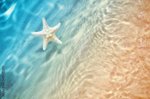 starfish on the summer beach in sea water.