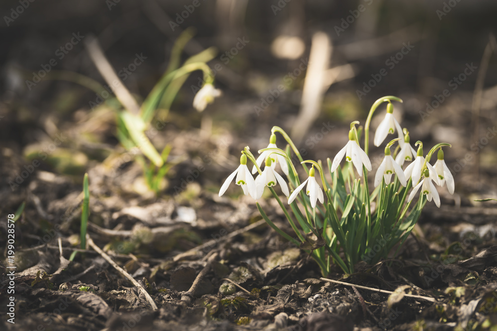 Snowdrop flowers in spring forest close up space for text Snowdrop flowers in spring forest close up space for text