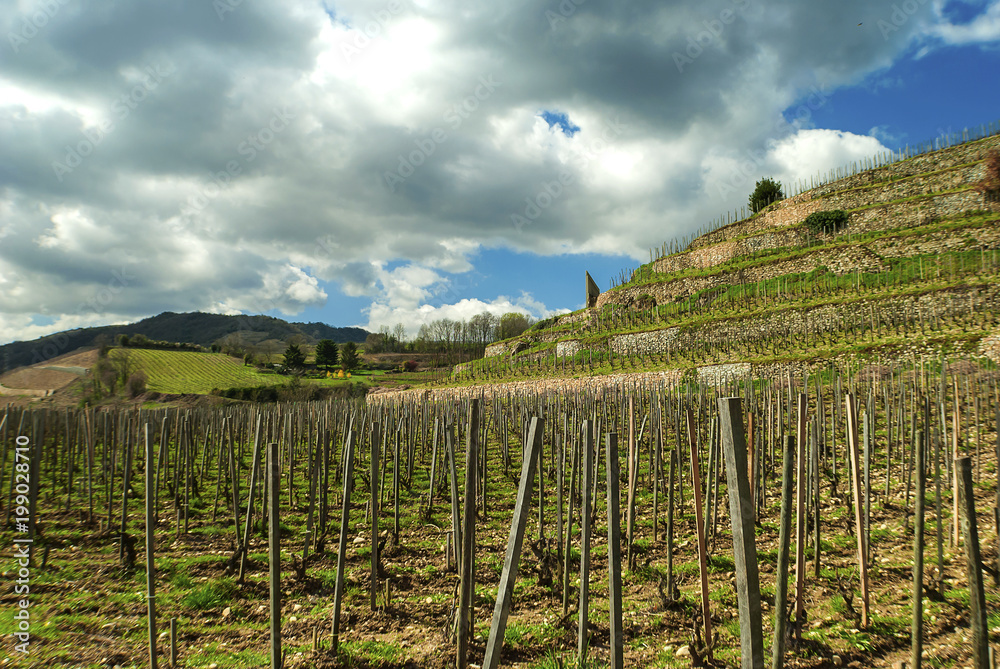 Vignoble en Terrasses.