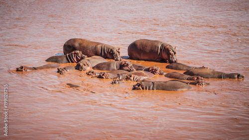 Group of  common hippopotamus (Hippopotamus amphibius), red from mud, bathing in Galana river. Tsavo East national park, Kenya. photo